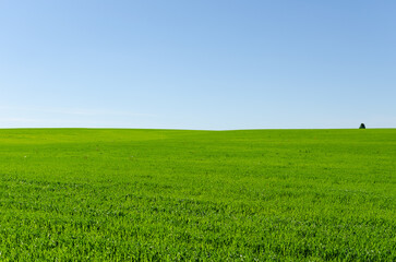 green field and sky in summer