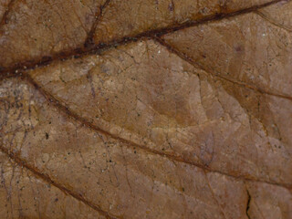 Leaf texture