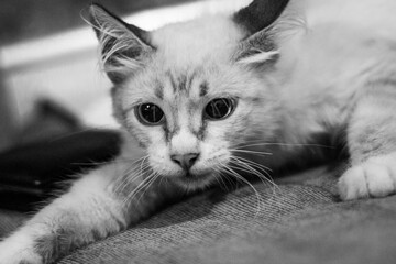 Cute and playful cat