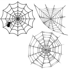 spider  web