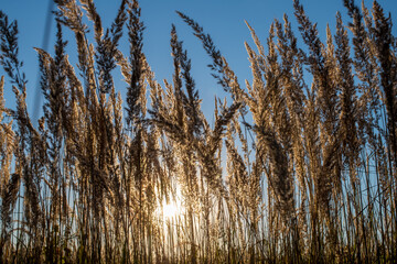 Fototapeta premium Wunderschöner Sonnenuntergang im goldenen Weizenfeld