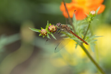 キバナコスモスにとまる蜻蛉