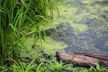 Obraz premium Stagnant