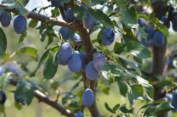 Ripe organic plums on a lush green tree