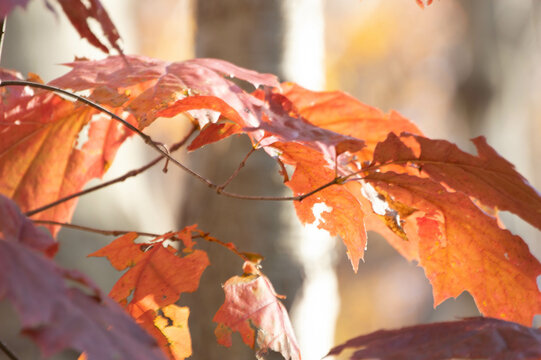 Autumn Leaves