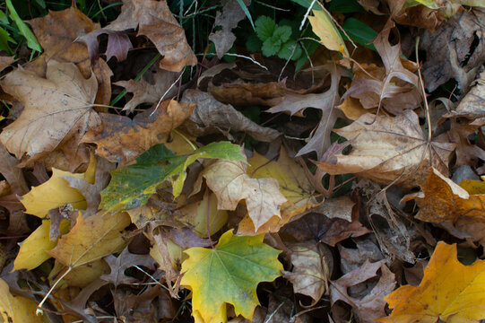 Autumn Leaves