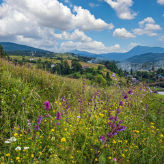 Fototapeta premium Carpathian mountain countryside summer meadows with beautiful wild flowers