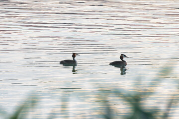 Great Crested Grebe, Podiceps cristatus, water bird sitting on the nest, nesting time on the green lake, bird in the nature habitat

