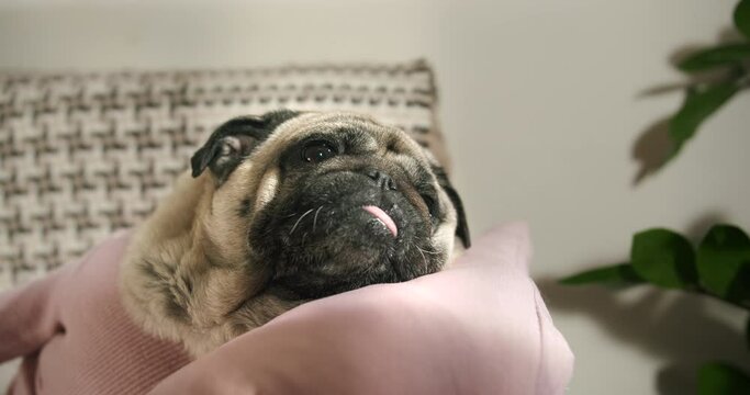 Pensive funny dog, cute pug dog lying lazy on a pillow, thinking about dog life problems. Home cozy interior Funny pet close up face portrait.