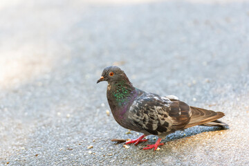 Rock pigeon in Central Park.New York City.New York.USA