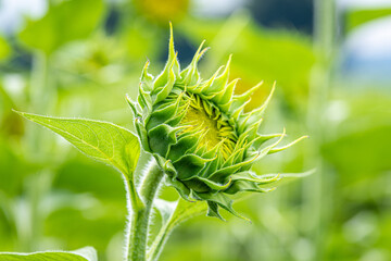 咲き始めのヒマワリ