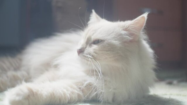 A long-haired cream cat lies on the floor of the room and licks himself in the rays of the sun that come and go.


