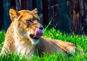 OLYMPUS DIGITAL CAMERA © Rafa