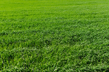 green field closeup in summer