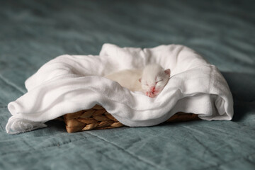 little white kitten sleeps in a basket © Светлана Арсененко