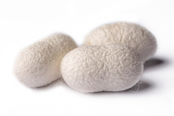 White silkworm cocoons bark. It is the source of silk thread and silk fabric