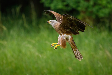 Obraz premium Kite in flight. Black kite, Milvus migrans, flying with widely spread wings. Black kite glides and lands on forest meadow. Hunting bird of prey. Raptor also known as firehawk. Wildlife nature.