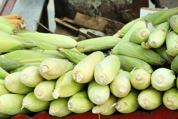 Corn stacked up together peeled and with skin