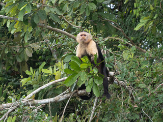 singe capucin forêt panaméenne 