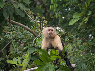 singe capucin dans la forêt du Panama