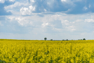 Beautiful natural summer landscape - rapeseed yellow field under blue cloudy sky, distant horizon, wide angle shooting, horizon infinity