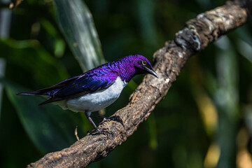 Violet-backed Starling (Cinnyricinclus leucogaster) on a Tree Branch
