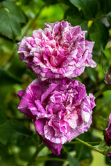 Flowers of 'Raspberry Cream Swirl' Climber Rose