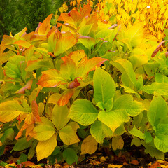 Hydrangea leaves in autumn colors
