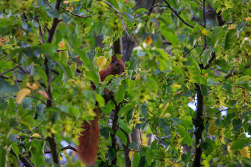 Eichhörnchen auf Baum