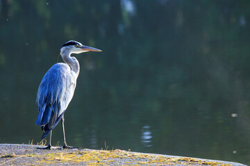 Graureiher am Oder-Spree-Kanal, Eisenhüttenstadt