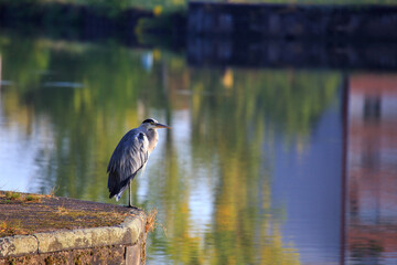 Graureiher am Oder-Spree-Kanal, Eisenhüttenstadt