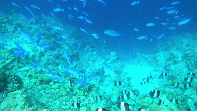 exotic fishes in the sea maldives