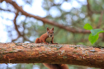 Fototapeta premium Eichhörnchen auf Baum