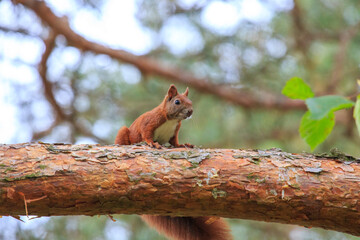 Eichhörnchen auf Baum