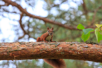 Eichhörnchen auf Baum