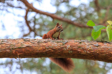 Eichhörnchen auf Baum