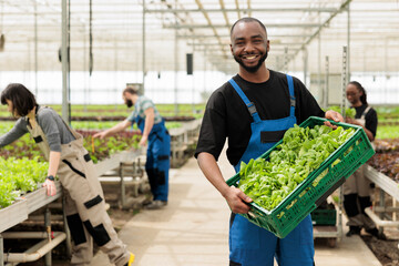 Portrait of smiling bio vegetables farmer showing crate with fresh green lettuce proud of...