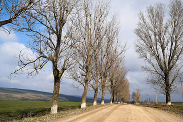Country road among tall leafless trees