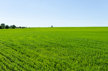 Fototapeta na wymiar green field and sky in summer