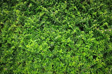 Obraz premium Green wall of climbing leaves. The background for the layout. 