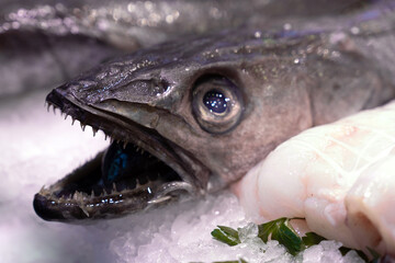 Hake fish with open mouth and sharp teeth. Fish market with hake on ice