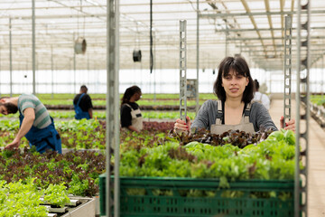 Portrait of smiling woman working in greenhouse pushing rack of crates with locally grown bio food from sustainable sources. Caucasian worker preparing vegetables delivery for local store.