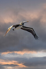 Fototapeta premium Pelican, Sunset