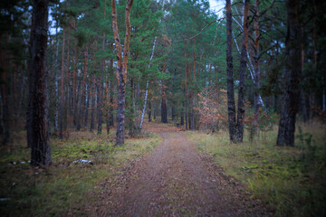 Fototapeta premium Weg auf der Insel, Eisenhüttenstadt