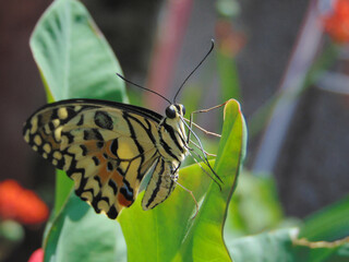 butterfly perched on the green leaf. photo can explain about insects, butterflies, animals, and biology