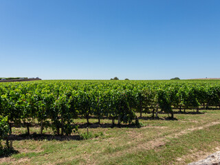 Vineyard landscape near Saint Emilion region Bordeaux France