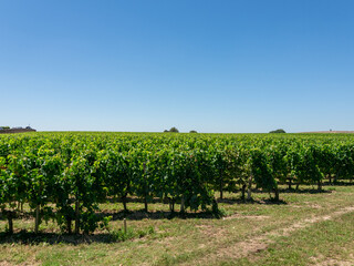 Fototapeta na wymiar Vineyard landscape near Saint Emilion region Bordeaux France