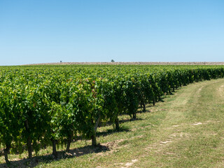 Fototapeta na wymiar Vineyard landscape near Saint Emilion region Bordeaux France