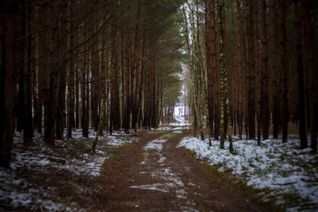 Winterwald, Wanderung im Winter im Wald