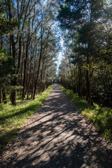 Perspective view between line of trees.